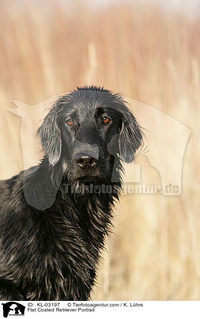 Flat Coated Retriever Portrait / KL-03197