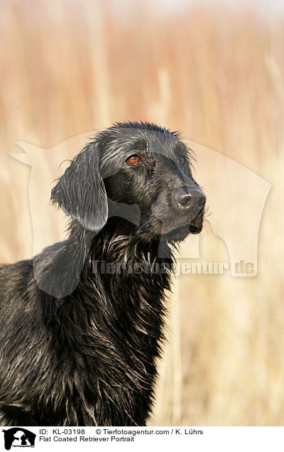 Flat Coated Retriever Portrait / KL-03198
