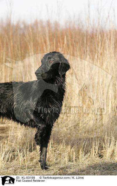 Flat Coated Retriever / KL-03199