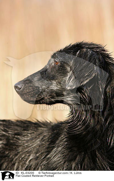 Flat Coated Retriever Portrait / KL-03200