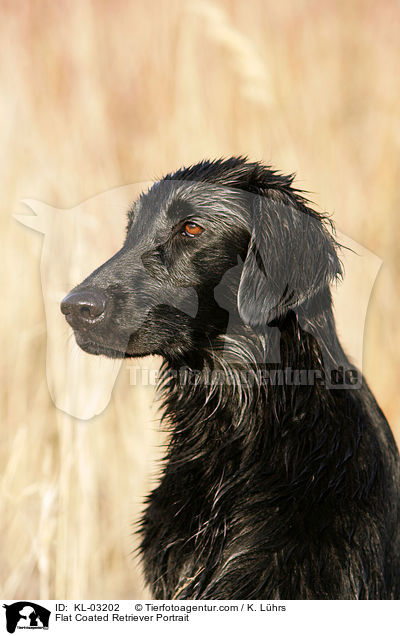 Flat Coated Retriever Portrait / KL-03202