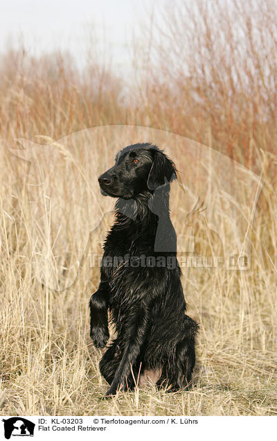 Flat Coated Retriever / KL-03203