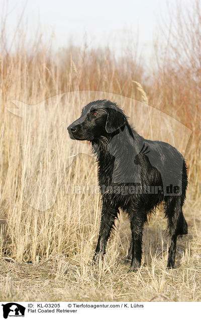 Flat Coated Retriever / KL-03205