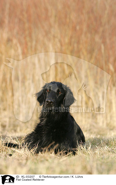 Flat Coated Retriever / KL-03207
