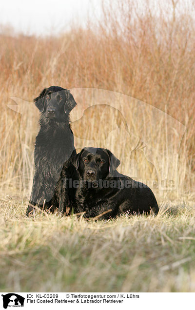 Flat Coated Retriever & Labrador Retriever / KL-03209