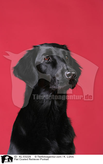 Flat Coated Retriever Portrait / KL-03229