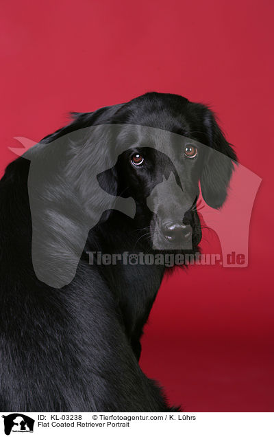 Flat Coated Retriever Portrait / KL-03238