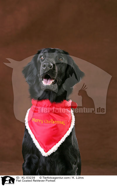 Flat Coated Retriever Portrait / KL-03239