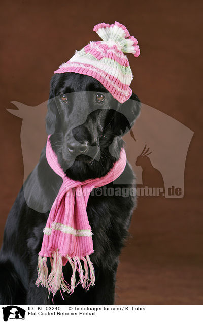 Flat Coated Retriever Portrait / KL-03240