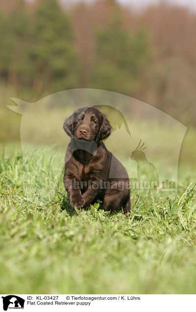 Flat Coated Retriever puppy / KL-03427