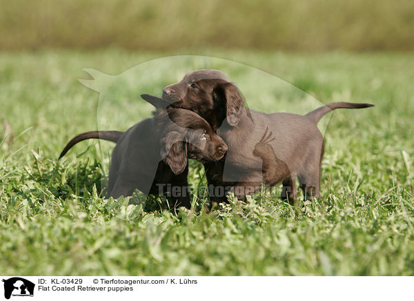 Flat Coated Retriever puppies / KL-03429