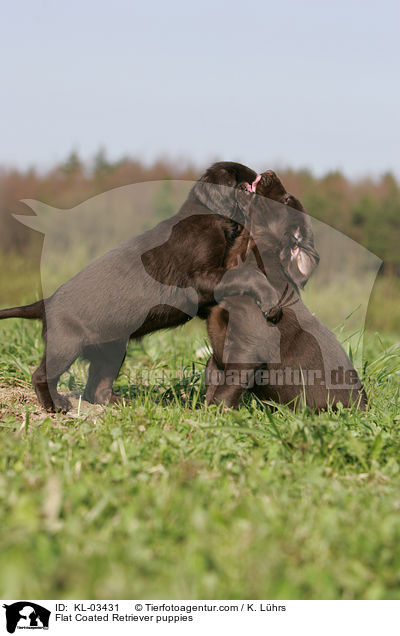Flat Coated Retriever puppies / KL-03431