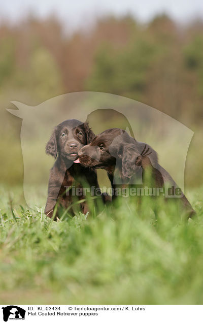 Flat Coated Retriever puppies / KL-03434