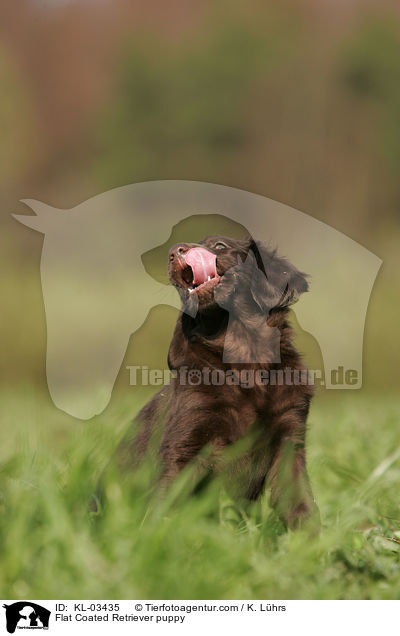 Flat Coated Retriever puppy / KL-03435