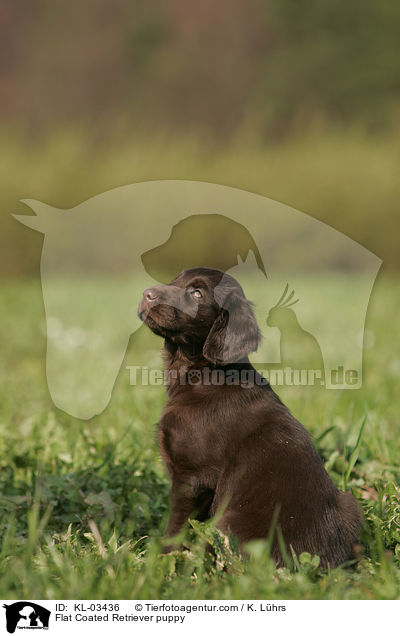 Flat Coated Retriever puppy / KL-03436
