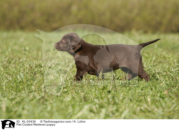 Flat Coated Retriever puppy / KL-03439