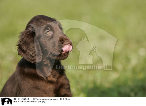 Flat Coated Retriever puppy / KL-03441