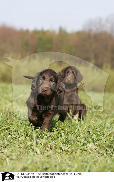 Flat Coated Retriever puppies / KL-03446