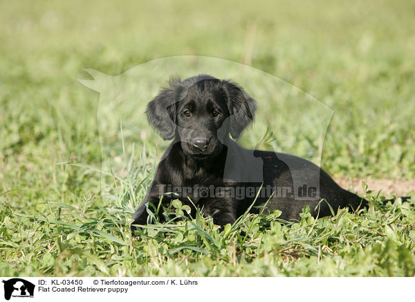 Flat Coated Retriever puppy / KL-03450
