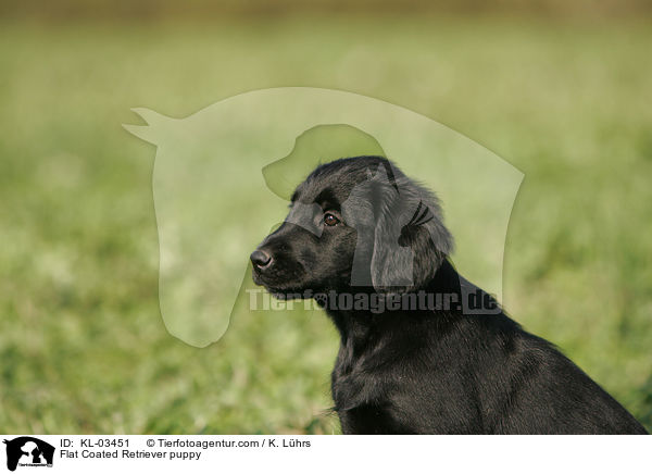 Flat Coated Retriever puppy / KL-03451