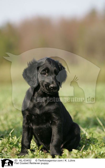 Flat Coated Retriever puppy / KL-03452
