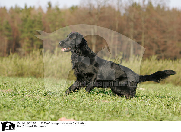 Flat Coated Retriever / KL-03479