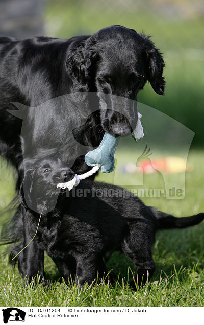 Flat Coated Retriever / DJ-01204