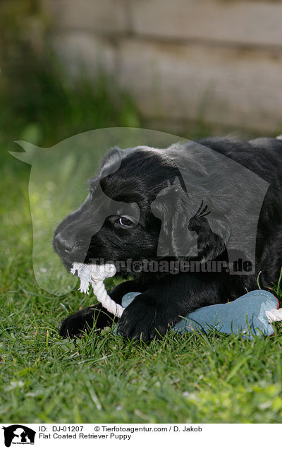 Flat Coated Retriever Puppy / DJ-01207