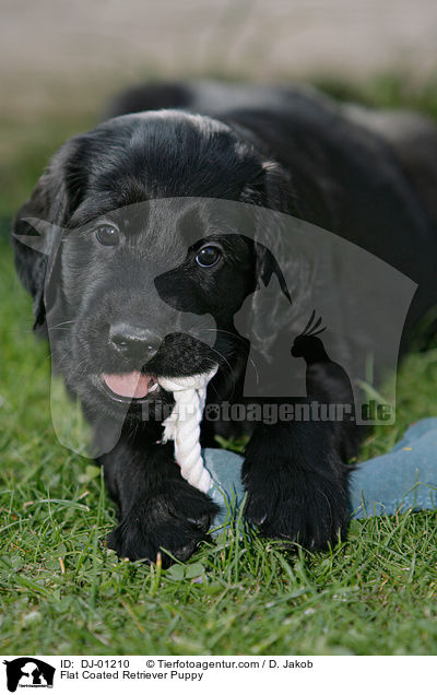 Flat Coated Retriever Puppy / DJ-01210