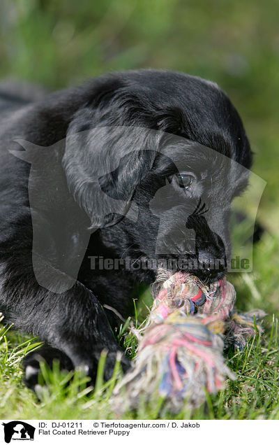 Flat Coated Retriever Puppy / DJ-01211