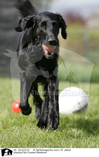 playing Flat Coated Retriever / DJ-01213