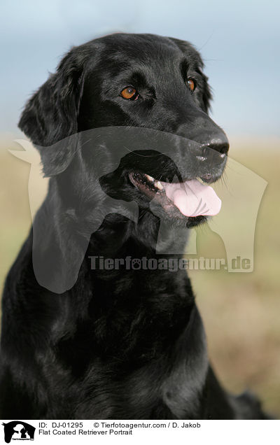 Flat Coated Retriever Portrait / DJ-01295