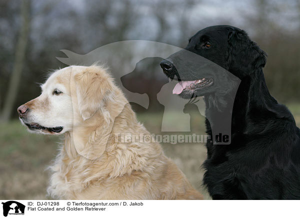 Flat Coated and Golden Retriever / DJ-01298
