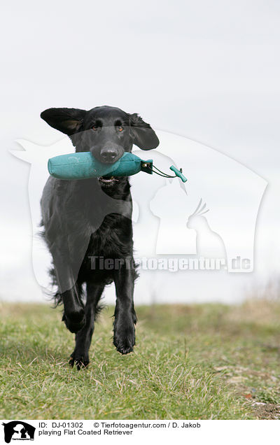playing Flat Coated Retriever / DJ-01302