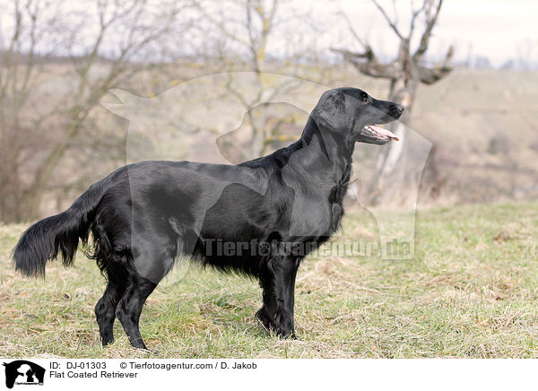 Flat Coated Retriever / DJ-01303