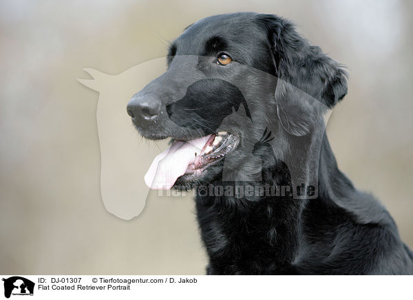 Flat Coated Retriever Portrait / DJ-01307