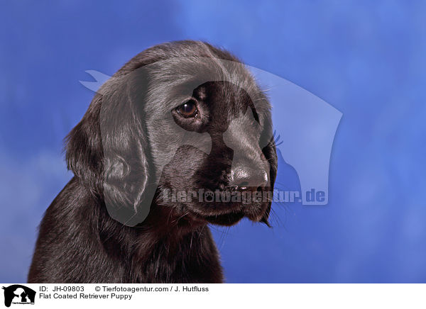 Flat Coated Retriever Puppy / JH-09803