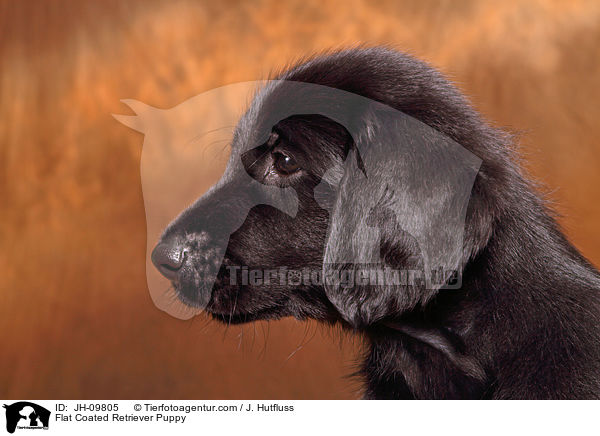 Flat Coated Retriever Puppy / JH-09805