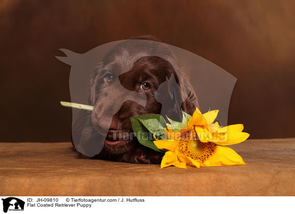 Flat Coated Retriever Puppy / JH-09810