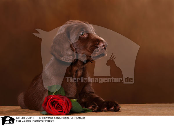 Flat Coated Retriever Puppy / JH-09811