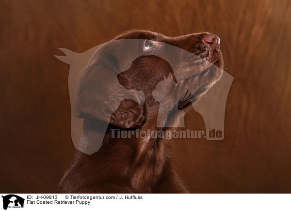 Flat Coated Retriever Puppy / JH-09813