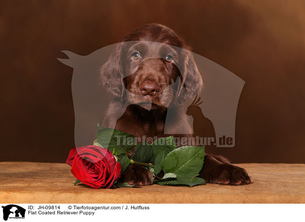Flat Coated Retriever Puppy / JH-09814