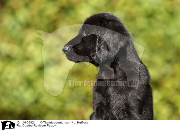 Flat Coated Retriever Puppy / JH-09821