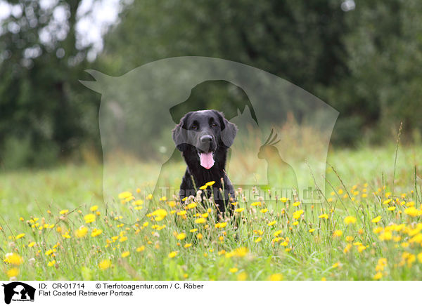 Flat Coated Retriever Portrait / CR-01714