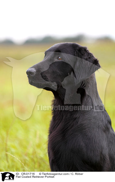 Flat Coated Retriever Portrait / CR-01716