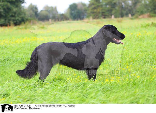 Flat Coated Retriever / CR-01721