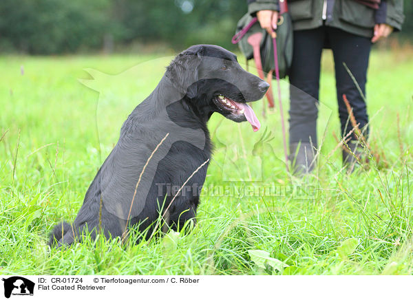 Flat Coated Retriever / CR-01724