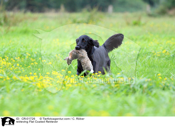 retrieving Flat Coated Retriever / CR-01726