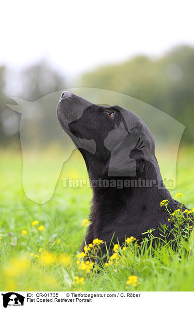 Flat Coated Retriever Portrait / CR-01735