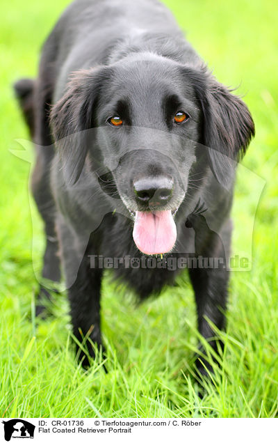 Flat Coated Retriever Portrait / CR-01736
